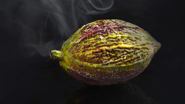 Lume的15个课程结束了与宠物四人提交的Cacao Pod。