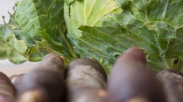 德国泡菜配传家宝胡萝卜:关键的第一步是选择优质的有机农产品,富含有益细菌。