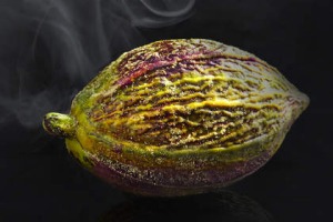 Lume的15个课程结束了与宠物四人提交的Cacao Pod。