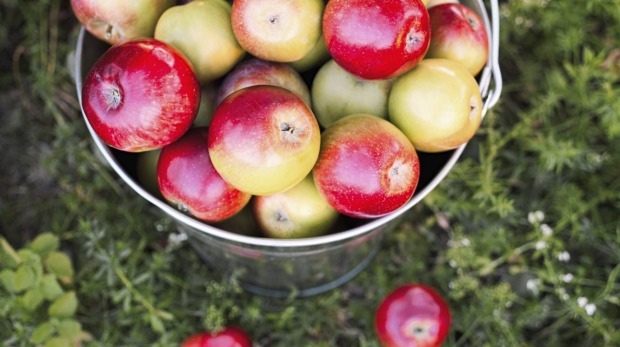 苹果是一个更好的选择。