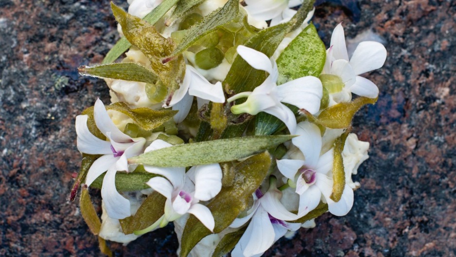 詹姆斯·维尔斯在巴穆鲁平原为客人提供鲶鱼和茶树菜。