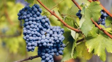 皮埃蒙特着名的红葡萄，Nebbiolo。