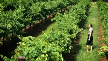 Tulloch Wines的首席执行长克里斯蒂娜·塔洛克(Christina Tulloch)说，烟雾污染的结果给她带来了沉重打击。