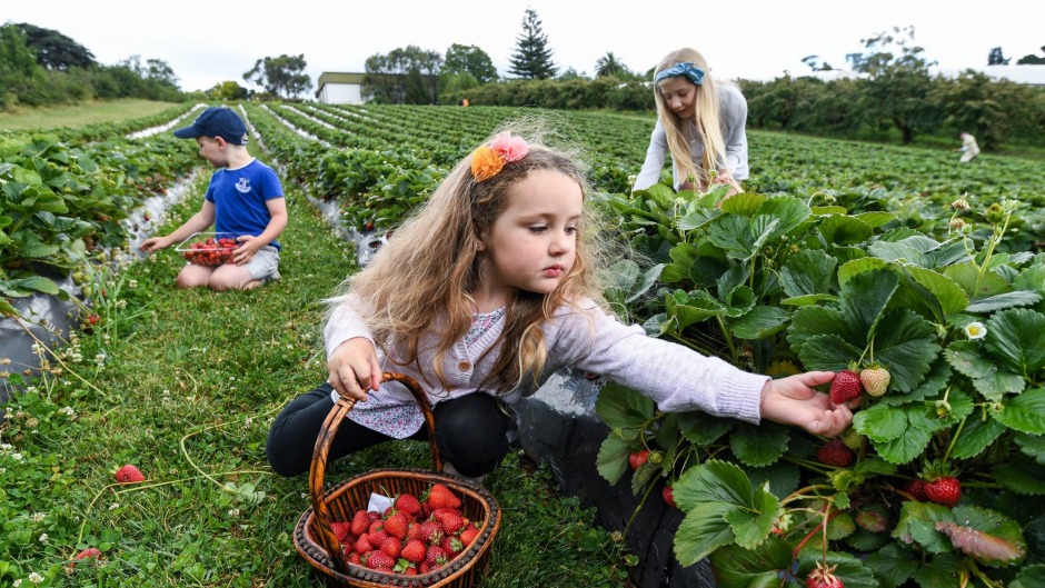 Ryley Stephen, Amber Stephen和Chloe Stephen在Blue Hills Berries & Berries采摘草莓。